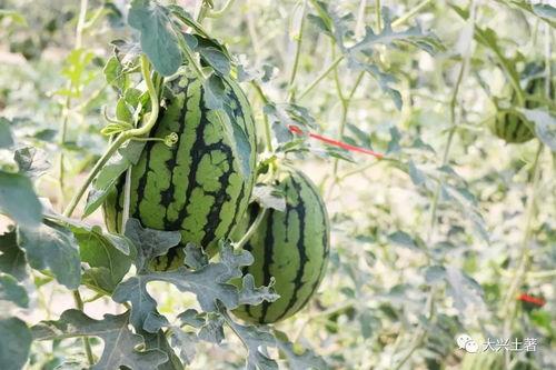 網(wǎng)紅大瓜搜索,一場(chǎng)娛樂(lè )圈的狂歡與揭秘